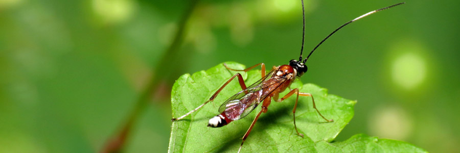 Trichogramma achaeae sluipwespen voor biologische bestrijding