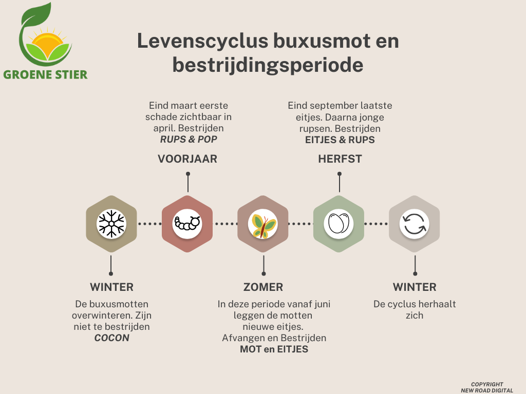 levencyclus van de buxusmotten