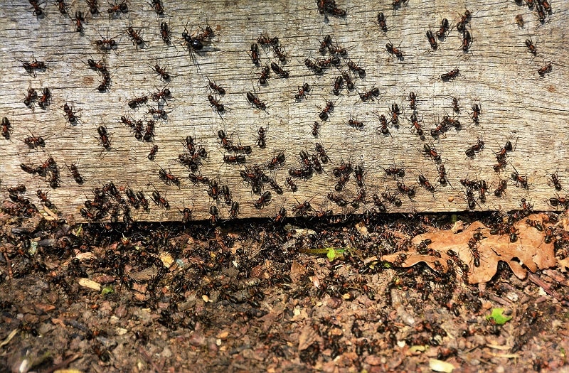 mieren komen tevoorschijn door kieren en gaten