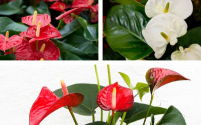 Hoe Zorg je voor een Anthurium in Huis?