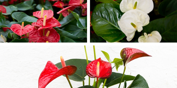 Anthurium kamerplant