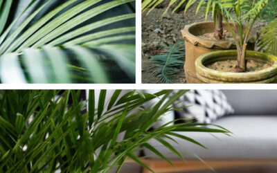 De Beste Verzorgingstips voor je Areca Palm