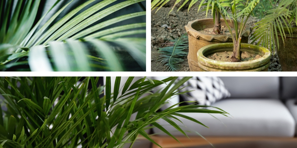 Areca Palm