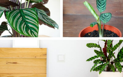 De Juiste Verzorging voor je Calathea Plant