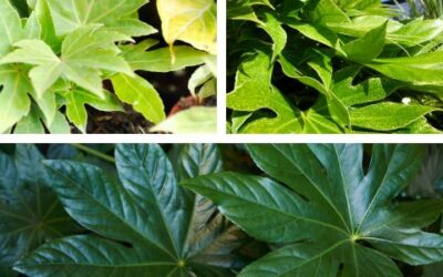 Het Geheim achter een Gezonde Fatsia Japonica