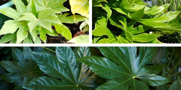 Het Geheim achter een Gezonde Fatsia Japonica