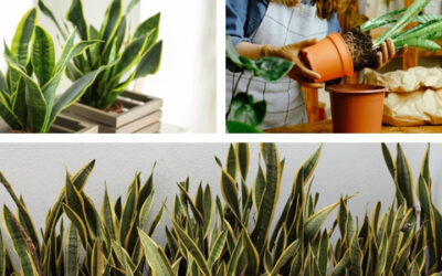 Alles wat je Moet Weten over de Verzorging van je Sansevieria