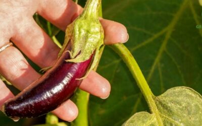 Aubergines Kweken: Tips voor een Succesvolle Oogst