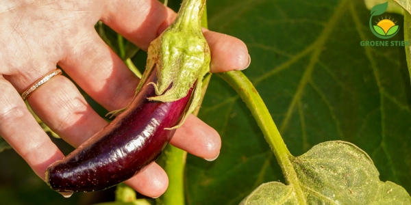 Aubergines kweken