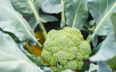 Broccoli Kweken in je Moestuin: Stap-voor-Stap Gids