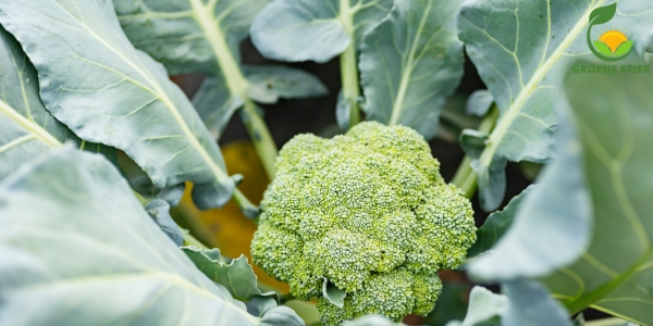 Broccoli Kweken in je Moestuin: Stap-voor-Stap Gids