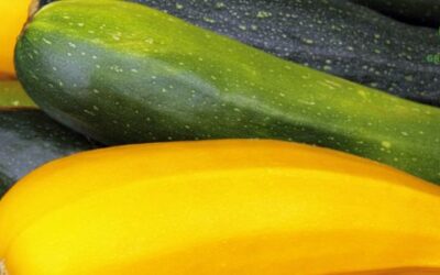 Tips voor het Kweken van Courgettes in de Moestuin