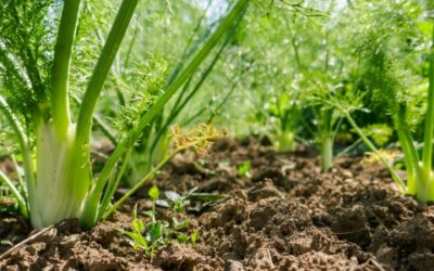 Een Gids voor het Kweken van Venkel in de Moestuin