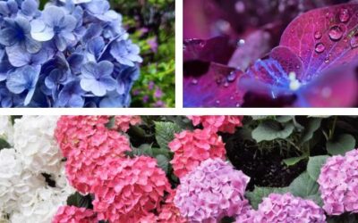 Verzorging van je Kamerhortensia: Tips en Tricks