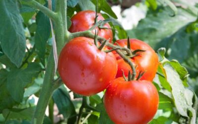 Hoe Kweek en Verzorg je Tomaten in je Moestuin?