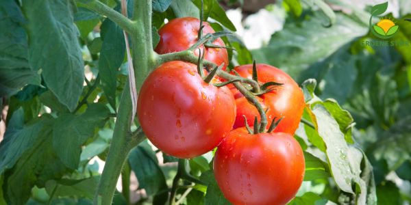 Tomaten kweken doe je zo