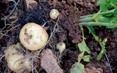 Een Complete Gids voor het Poten en Oogsten van Aardappelen