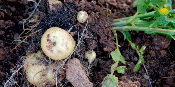 Een Complete Gids voor het Poten en Oogsten van Aardappelen