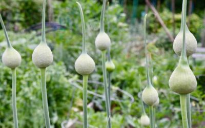 Knoflook Kweken in je Moestuin: Alles wat je Moet Weten