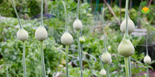 Knoflook Kweken in je Moestuin: Alles wat je Moet Weten