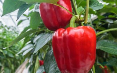 Hoe je Paprika’s Succesvol Kunt Kweken in je Tuin