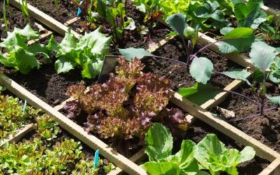 Verschillende Soorten Sla Kweken en Oogsten in je Moestuin