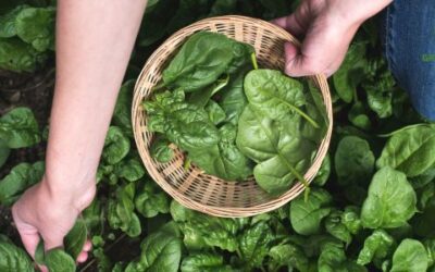 Spinazie Zaaien en Verzorging in de Moestuin