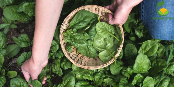 Spinazie Zaaien en Verzorging in de Moestuin