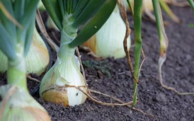 Het Kweken van Uien: Van Zaad tot Oogst