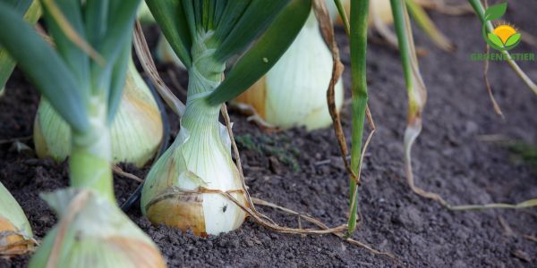 Het Kweken van Uien: Van Zaad tot Oogst