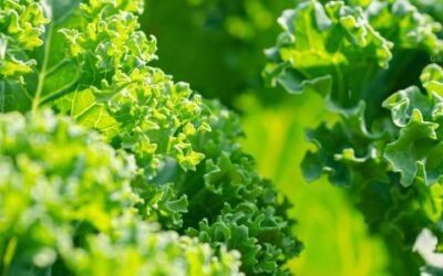 Hoe je Boerenkool Kweekt en Oogst in je Moestuin