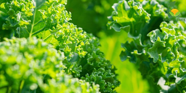 Hoe je Boerenkool Kweekt en Oogst in je Moestuin