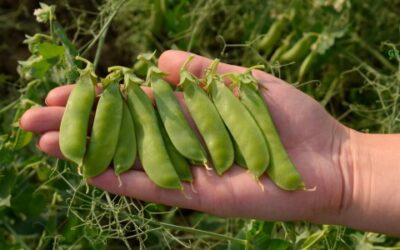 Succesvol Erwten Zaaien en Oogsten in je Moestuin