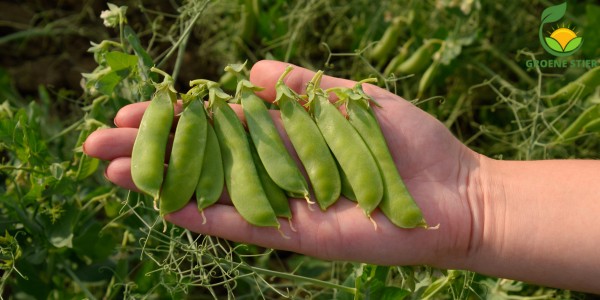 Succesvol Erwten Zaaien en Oogsten in je Moestuin